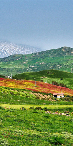 Panorama delle colline di Troina