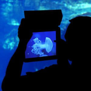 Foto della medusa all'acquario di Genova